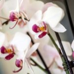 Aktier i fåmansbolag vid skilsmässa