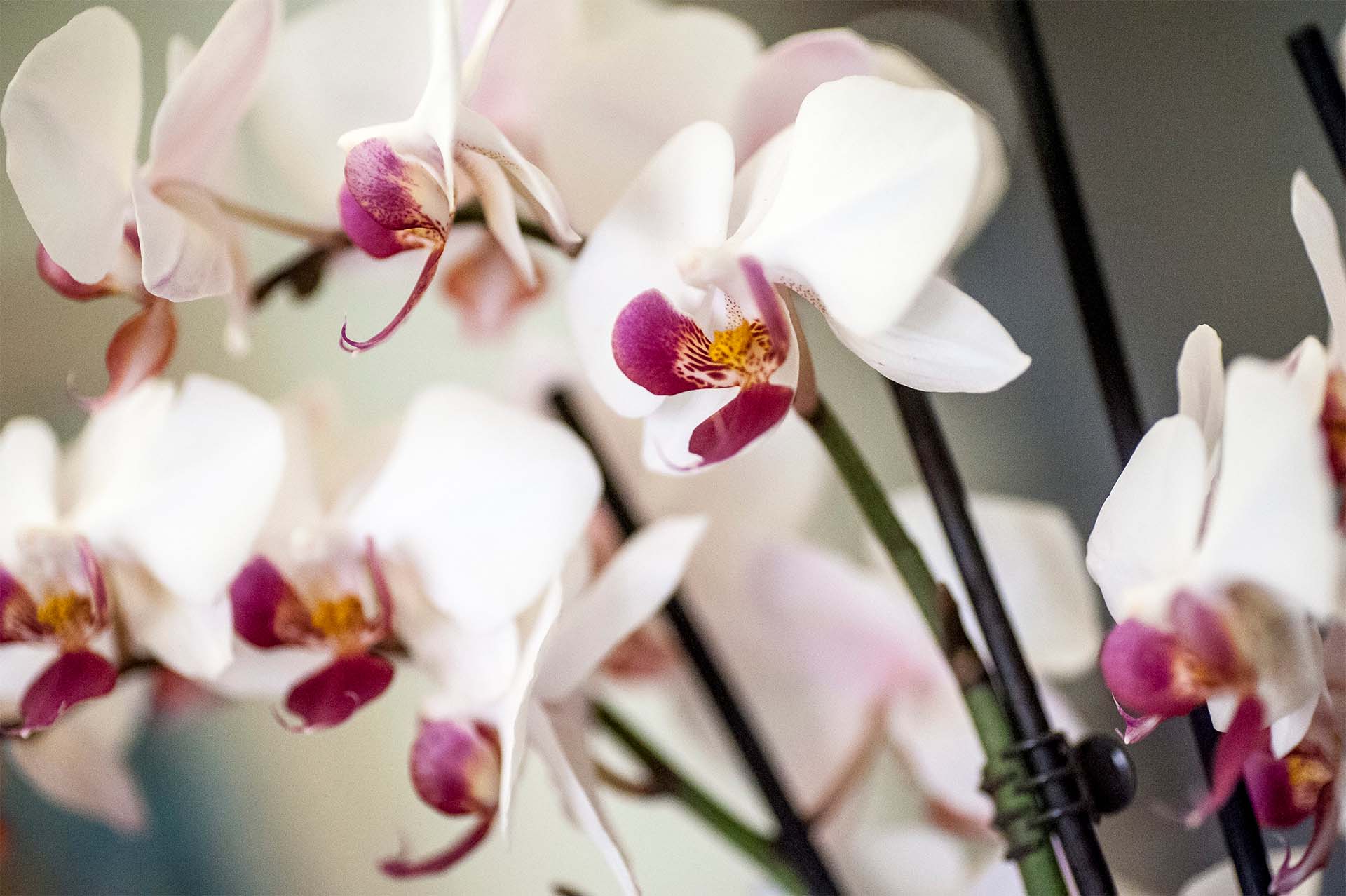 Aktier i fåmansbolag vid skilsmässa